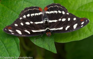  puedes ver muchas mariposas diferentes aquí 